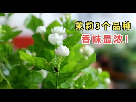 陽台種茉莉花風水|如何按照風水來擺設茉莉花？（特徵、方位、共同擺設的植物）